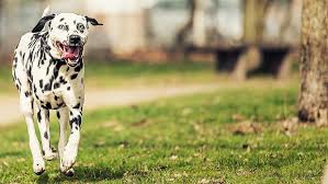 Image result for dalmatin