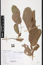 Image result for Eriosema chrysadenium