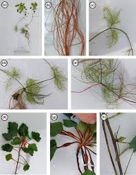 Image result for Trapa natans