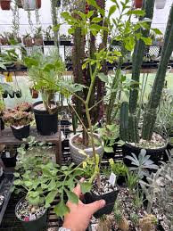 Image result for Cussonia spicata