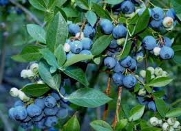 Climbing vine with blueberries virginia creeper. How To Transplant Blueberry Bushes Organic Authority