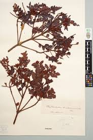 Image result for Phyllocladus trichomanoides