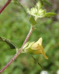 Image result for Alectra sessiliflora