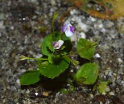 Image result for Craterostigma nummulariifolium