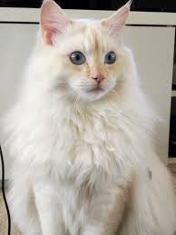 We breed beautiful, elegant ragdoll cats with sweet personalities, luxuriously soft coats and in a variety of gorgeous colors. Ragdoll Cat Personality What Traits Temperament Describe Your Cat Floppycats
