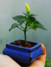 The important thing is the right lighting to ensure strong and thriving growth. 7 Chilli Plant Ideas Chilli Plant Plants Pepper Plants