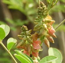 Image result for Indigofera
