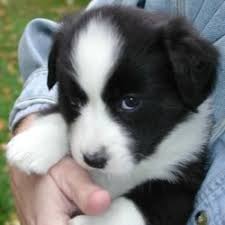 Black And White Spotted Dog With Blue Eyes Pin Em Adorbs Animals