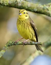 Yellowhammer Emberiza Citrinella Passerine Bird Garden Passerine Bird