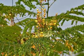 Image result for Caesalpinia sappan