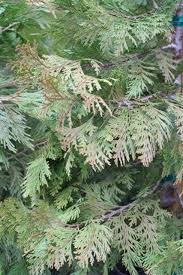Image result for Calocedrus decurrens