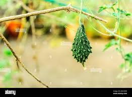 images?q=tbn:ANd9GcS0oXZzXJv0G ER05GY9kjRMwgrM6OcmHsQ&usqp=CAU