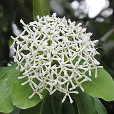Image result for Ixora fastigiata