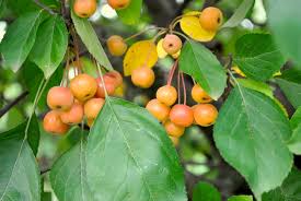 Discover tasty and easy recipes for breakfast, lunch, dinner, desserts, snacks, appetizers, healthy alternatives and more. A Taste Of Fall Homemade Pickled Crabapples Stark Bro S