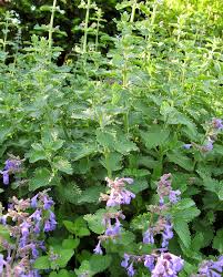 We did not find results for: 15 Easy Midwest Groundcovers Midwest Living