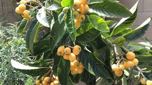 Add to favorites star fruit averrhoa carambola bell seedling potted starfruit plant tree 9waters 5 out of 5 stars (2,863. Big Jim Loquat Hanbury House