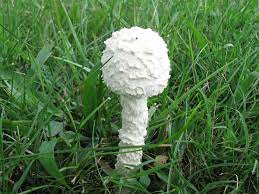Certain wing types also allow the player to hover at fixed. Saproamanita Thiersii Wikipedia