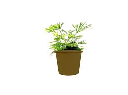 Image result for Actiniopteris radiata