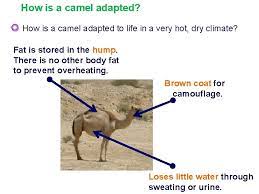 A camel hump contains fat to use as food storage during long desert treks. Camel Adaptations Just How Do I Survive In
