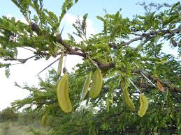 Image result for Triaspis dumeticola