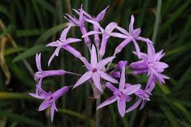 Image result for Tulbaghia cameronii