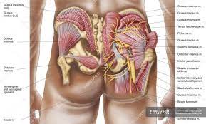 The muscles can also cause a burning and tingling sensation. Buttocks Anatomy Diagram Koibana Info Gluteal Muscles Muscle Diagram Anatomy
