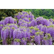 Texas purple japanese wisteria showy, large clusters of sweetly fragrant purple flowers in spring are followed by large, compound, dark green leaves on vigorous twining stems. Seed Pack Wisteria 5 Seeds Fragrant Purple Vine Sun Or Shade Cold Hardy Zones 5 Wisteria Sinensis Serendipity Seeds Walmart Com Walmart Com