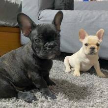 The cost to buy a french bulldog varies greatly and depends on many factors such as the breeders' location, reputation, litter size, lineage of the puppy, breed popularity (supply and demand), training, socialization efforts, breed lines and much more. Puppies For Sale French Bulldog France Paris