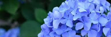 Weather forecast accurate to a district level. Growing Hydrangeas In Texas Plants For All Seasons Since 1973