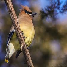 Cedar Waxwing Brown Birds That Look Like Cardinals Yon Yonson I Always Wondered Why Cedar Waxwings Seem To Be More Of A Winter Bird Then I Realized Their Waxwings Would M Winter Bird Best Fruits Cedar Waxwing