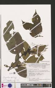 Image result for Oxyanthus speciosus