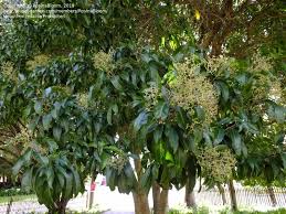 Image result for Nuxia floribunda