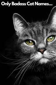 Unique Interesting Badass Cat Names For Cats With Character Cat Names Badass Cat Names Cats