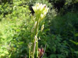 Image result for Turritis glabra