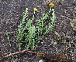 Image result for Pentzia incana