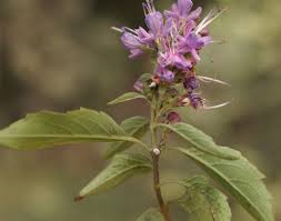 Image result for Caryopteris odorata