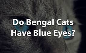 If you do decide to buy one, and you've never owned one. Do Bengal Cats Have Blue Eyes Bengal Cat Club