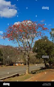 Image result for Erythrina lysistemon