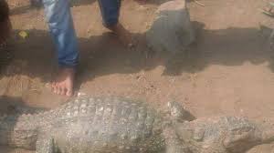 How big the largest crocodiles are actually? Crocodile Killed Near Vihar Lake Animal Lover Tells Sgnp