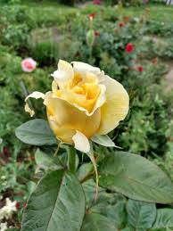 Pin Von Lindi Auf In Meinem Garten Diy Garten Gartengestaltung Rosen