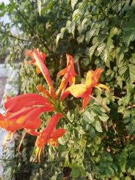 Image result for Bignoniaceae