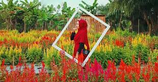 This map was created by a user. Taman Bunga Celosia Binjai Wisata Asik Untuk Selfie Pariwisata Sumut