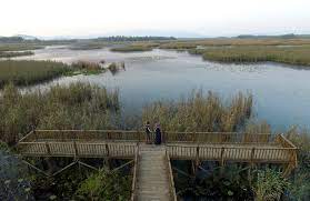 duzce nin golyaka ilcesindeki efteni golu yaban hayati gelistirme sahasi ve kus cenneti ev sahipligi yaptigi yaklasik 150 tur kus ve cesi cennet bi tki hayat