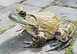 The hind legs are marked with distinct dark brown bars. American Bullfrog Reptiles Alive