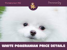 Details Of Ice White Pomeranian Price