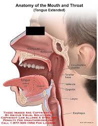 11213 04xv2 Jpg 425 550 Pixels Throat Anatomy Soft Palate Human Anatomy Picture
