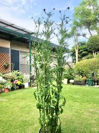 みんなの趣味の園芸