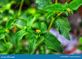 Image result for Synedrella nodiflora