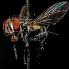 Image result for Callichilia