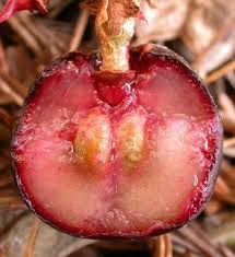 Image result for Rhoicissus tomentosa